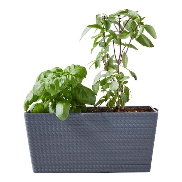 Bonnie Plants 0.75 Gal. Sweet and Thai Basil Windowsill Combo