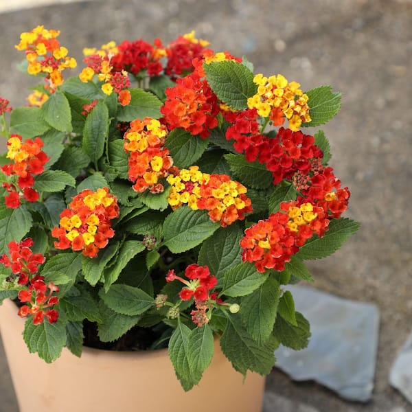 ALTMAN PLANTS 1.5 Gal. #2 Yellow and Red Lantana Plant 40862 - The