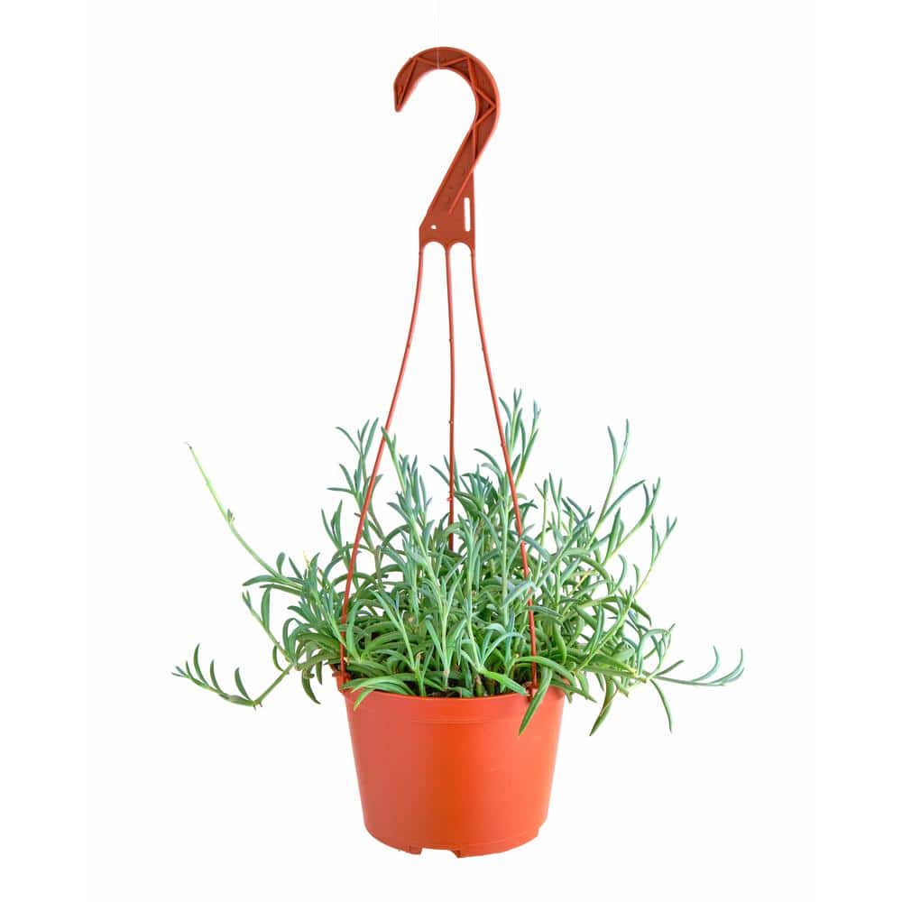 6 hanging fish hook succ Daiichi 2546 Saltwater 4 While the Senecio flowers are not the main attraction of this hanging plant 6" Fish Hooks HB