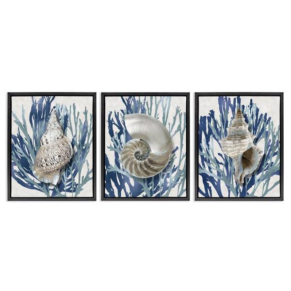 Trio of Shells and Coral by Caroline Kelly 3-Piece Black Floater Frame Graphic Art Print Coastal 31 in. x 25 in.