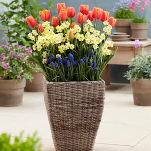 VAN ZYVERDEN Harmony Spring Blooming Patio Planter Kit Set of 40