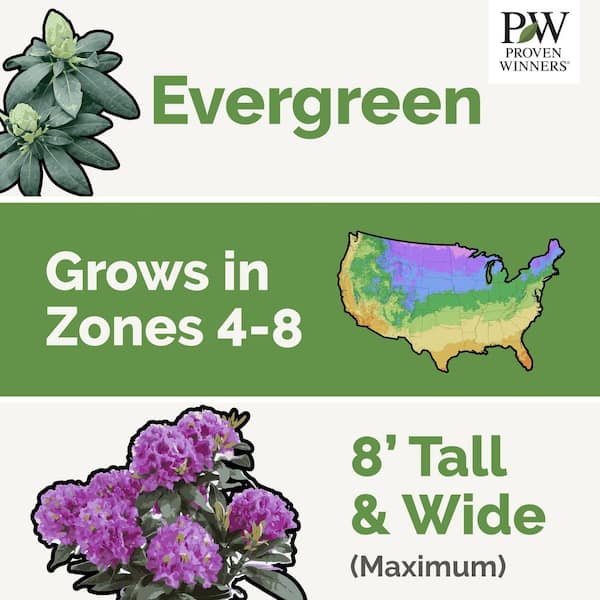 2 Gal. Dandy Man Purple Rhododendron Live Flowering Shrub with Purple Flowers