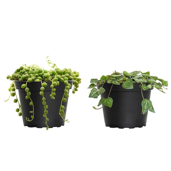 United Nursery 4 in. String of Pearls and String of Hearts Plant Collection in Grower Pots (2-Pack)