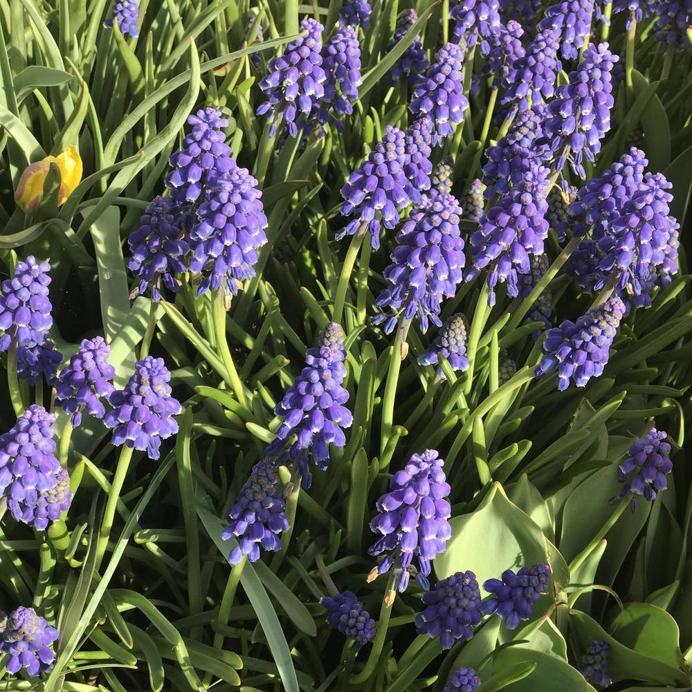 Armeniacum Grape Hyacinth Plant Bulbs (20-Pack)