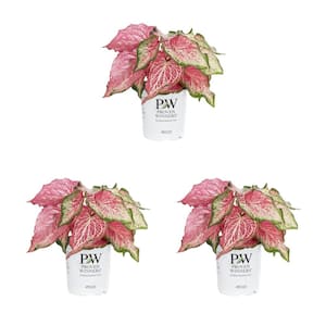 2.5 Qt. Caladium Heart to Heart Raspberry Moon Red and Green Bicolor Annual Plant (3-Pack)