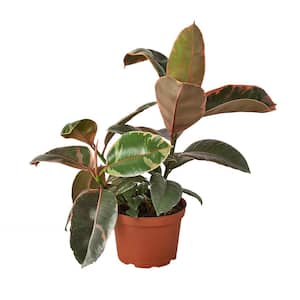 Ruby Pink Rubber Tree (Ficus Elastica) Plant in 6 in. Grower Pot