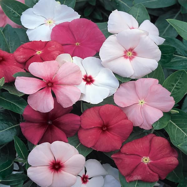 BELL NURSERY 5 Qt. 10 in. Periwinkle Hanging Basket Plant