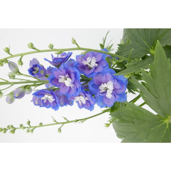 Vigoro 2.6 QT. Delpihnium Perennial Plant with Blue Flowers 622577