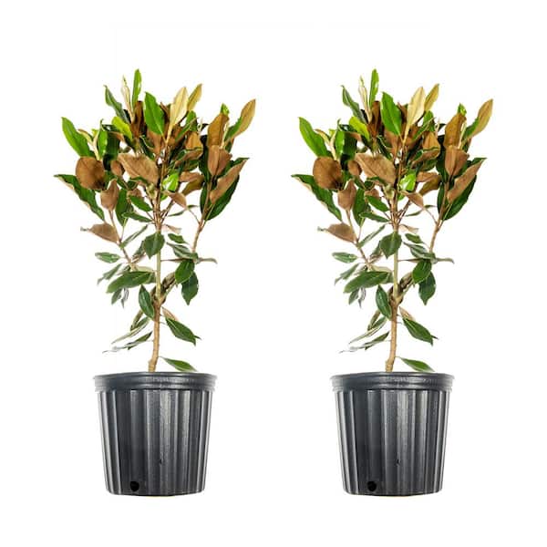 Unbranded 3 Gal. Bracken's Brown Magnolia (2-Pack)