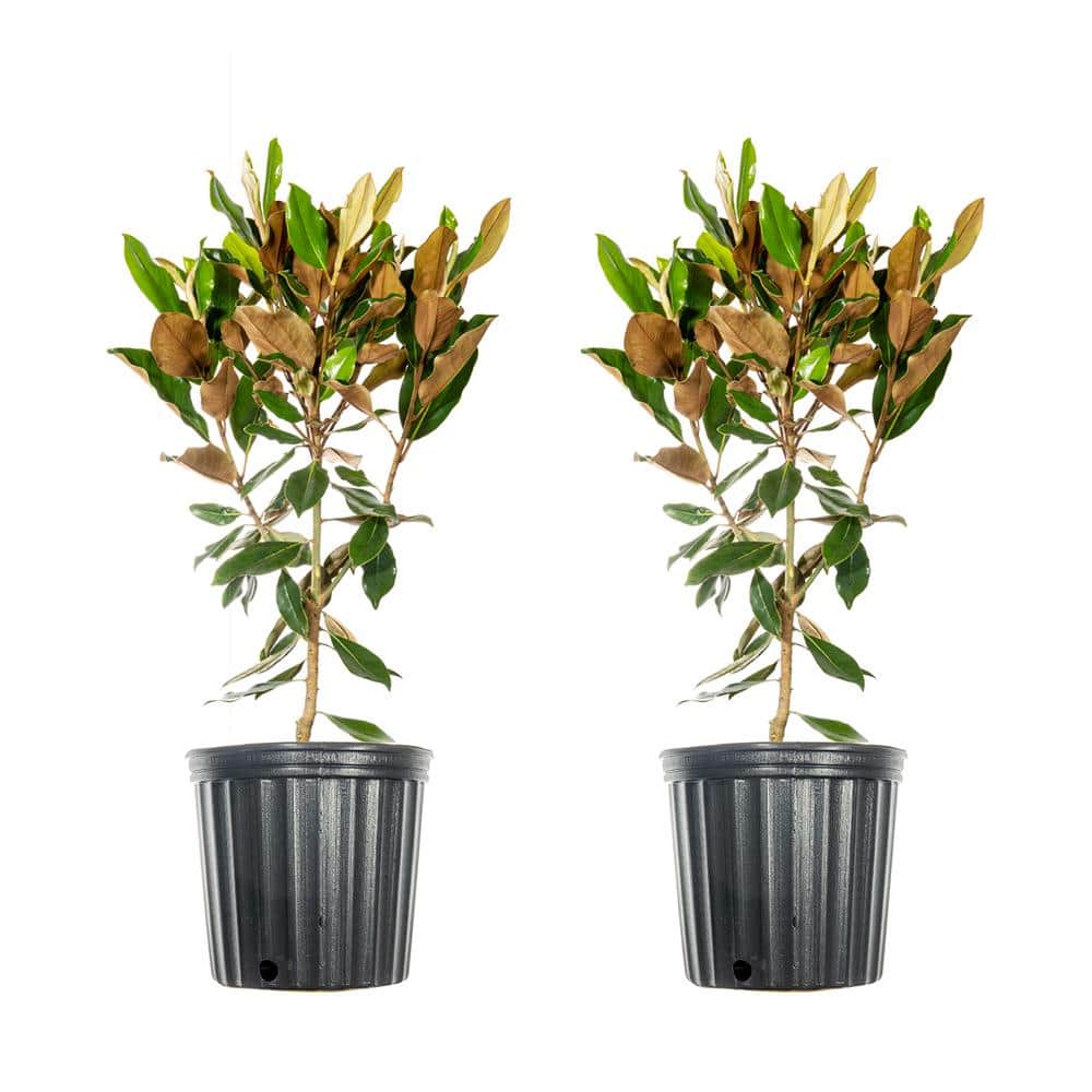 3 Gal. Brackens Brown Magnolia (2-Pack)