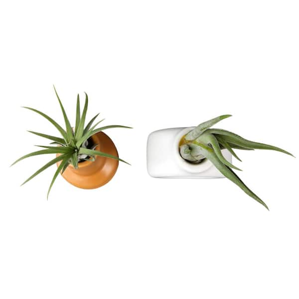Altman Plants Air Plant Gift (2-pack) White & Gold Pots, Easy Pet-Safe House Plant Dcor, Size: 1oz