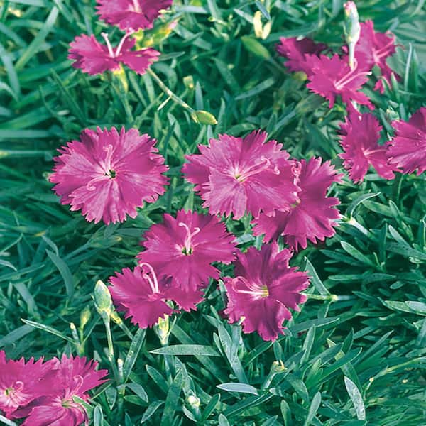 METROLINA GREENHOUSES #5 1 Qt. Neon Star Pink Dianthus Plant