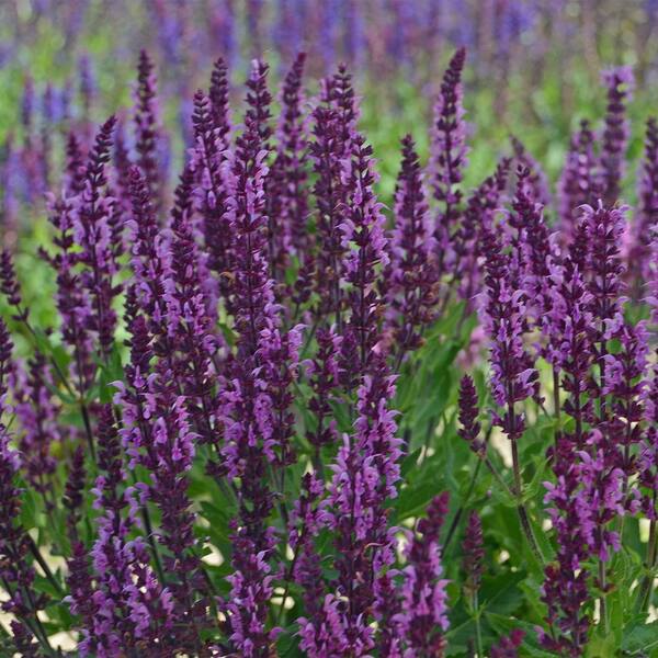 Spring Hill Nurseries Bumbleberry Salvia Dormant Bare Root Perennial ...