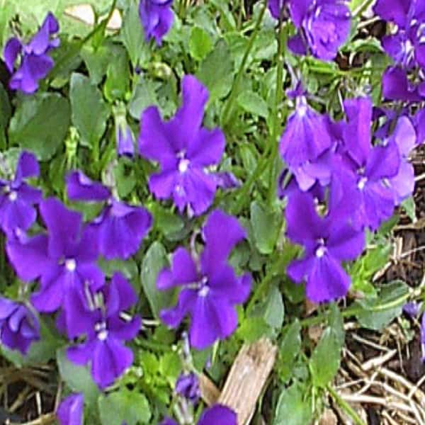 OnlinePlantCenter 1 gal. Purple Showers Violet Plant