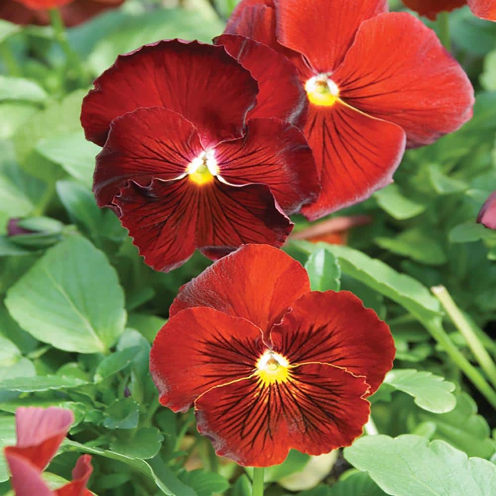 Vigoro 4.33 in. Red Pansy Plant 607418 The Home Depot