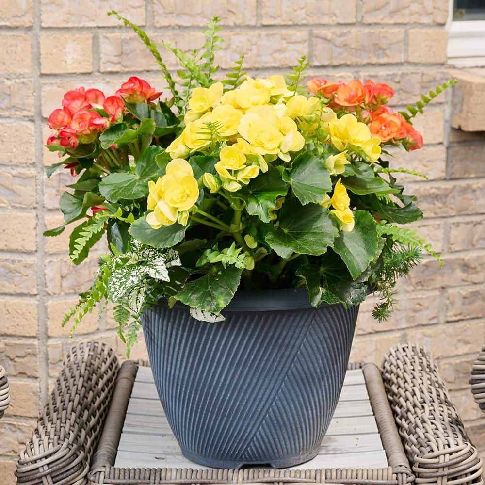 Bella Vita 13 in. Begonia Patio Container Amber Flame EasyCare