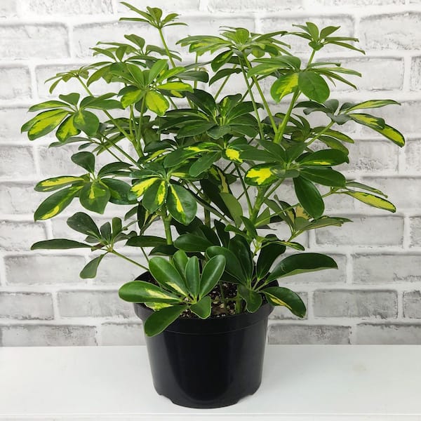 ALTMAN PLANTS Live Schefflera Plant (Umbrella Tree), Fast Growing