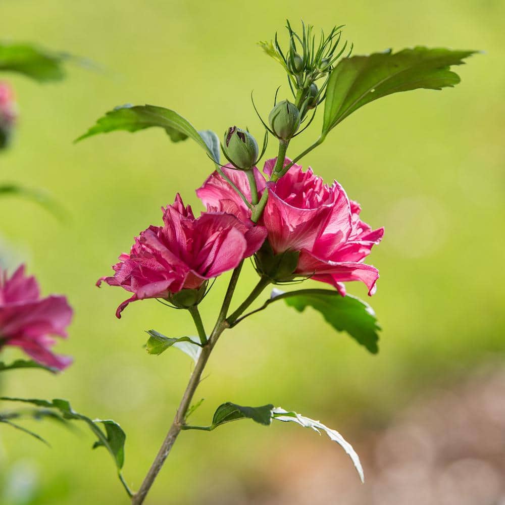 First Editions 2 Gallon Red Double Flower Hibiscus