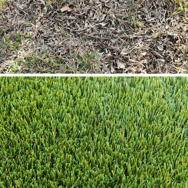 MASTIFF 50 Artificial Grass Synthetic Lawn Turf Sample Sold by 1 ft. x 1 ft.