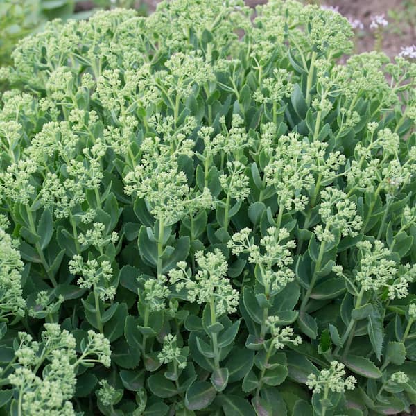 Alder & Oak 1-Container Autumn Joy Sedum Succulent (4-Pack)