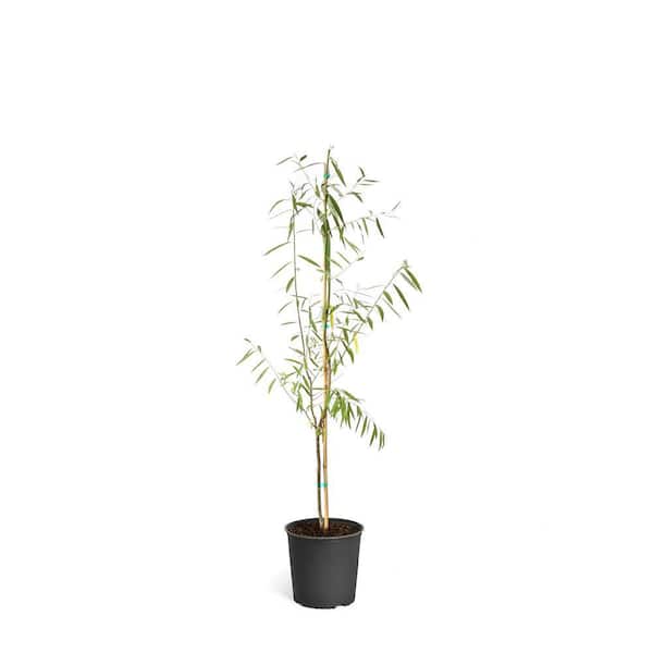 2 qt. Deciduous Weeping Willow Shade Trees