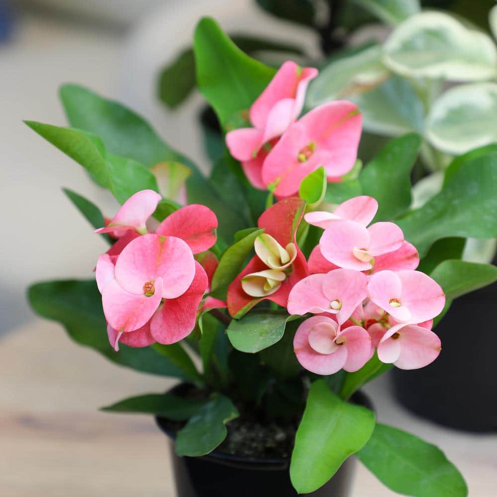 Euphorbia Milii Crown of Thorns Red and Green Succulent Plant