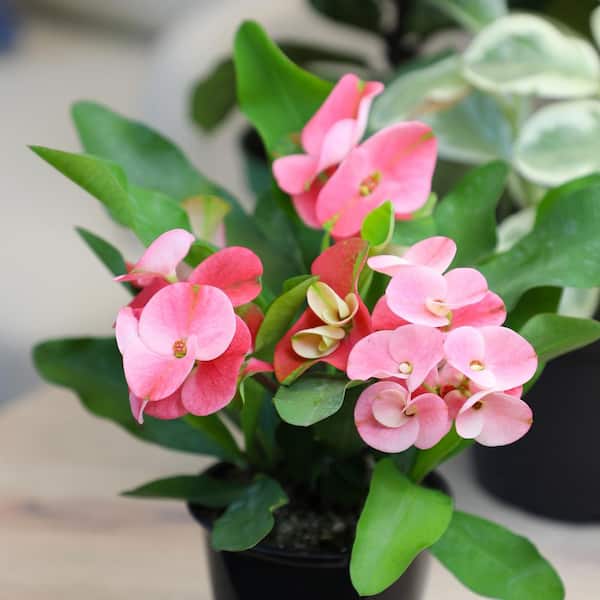 ALTMAN PLANTS 4.25 in. Euphorbia Milii With Pink Flowers Charlotte Variety  Crown Of Thorns Single Plant 0872926 - The Home Depot