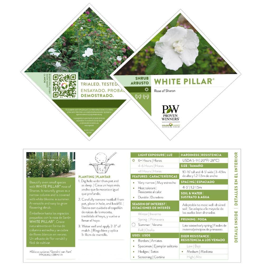 2 Gallon White Pillar Rose of Sharon Hibiscus Shrub