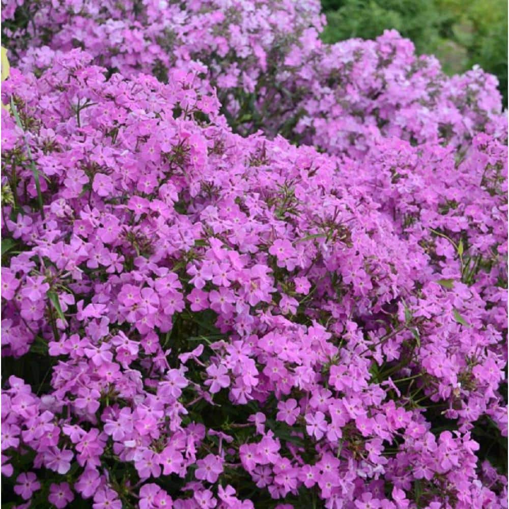 PROVEN WINNERS 1 Gal., 'Opening Act Romance' (Phlox) Live Plant