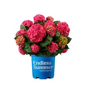 3 Gal. Summer Crush Hydrangea Plant with Raspberry Red or Neon Purple Blooms