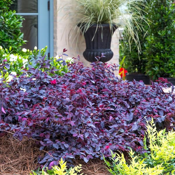 2 Gal. Red Diamond Midsize Loropetalum, Evergreen Shrub with Purple Foliage, Red Ribbon Blooms