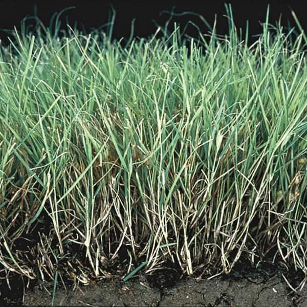 Gardens Alive! 0.5 lb. Buffalo Grass Seed Cover Crop