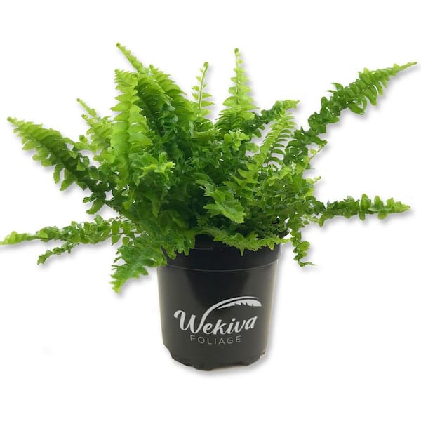 Wekiva Foliage Boston Compacta Fern-Live Plant in a 4 Inch Pot-Nephrolepis Exaltata Compacta-Clean Air Ferns from Florida