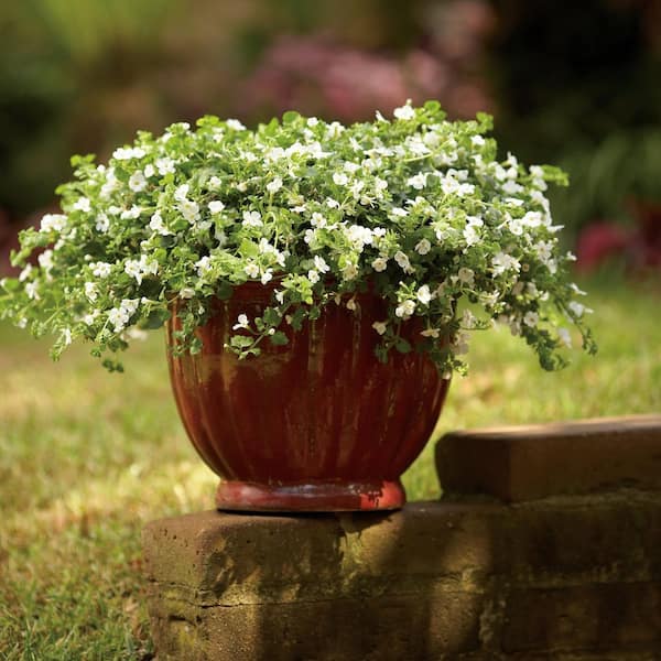 bacopa sutera cordata plant Bacopa | Snowstorm Blue