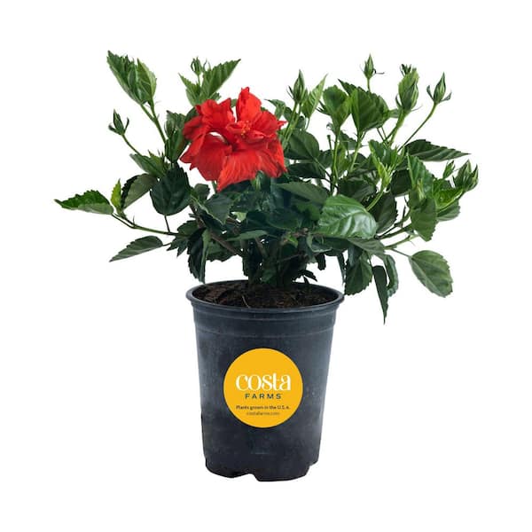 Costa Farms Grower's Choice Outdoor Hibiscus Bush Plant in 2.5 qt. Grower  Pot, Avg. Shipping Height 18-24 in. M-HIB-G-POT-01 - The Home Depot