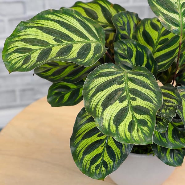 Planta Interior Poca Luz Planta Calathea Makoyana (Planta Pavo Real): Ideal  Para Terrarios, Con Hojas Que Se Mueven Y Poca Luz Planta Viva Decorativa  Hogar