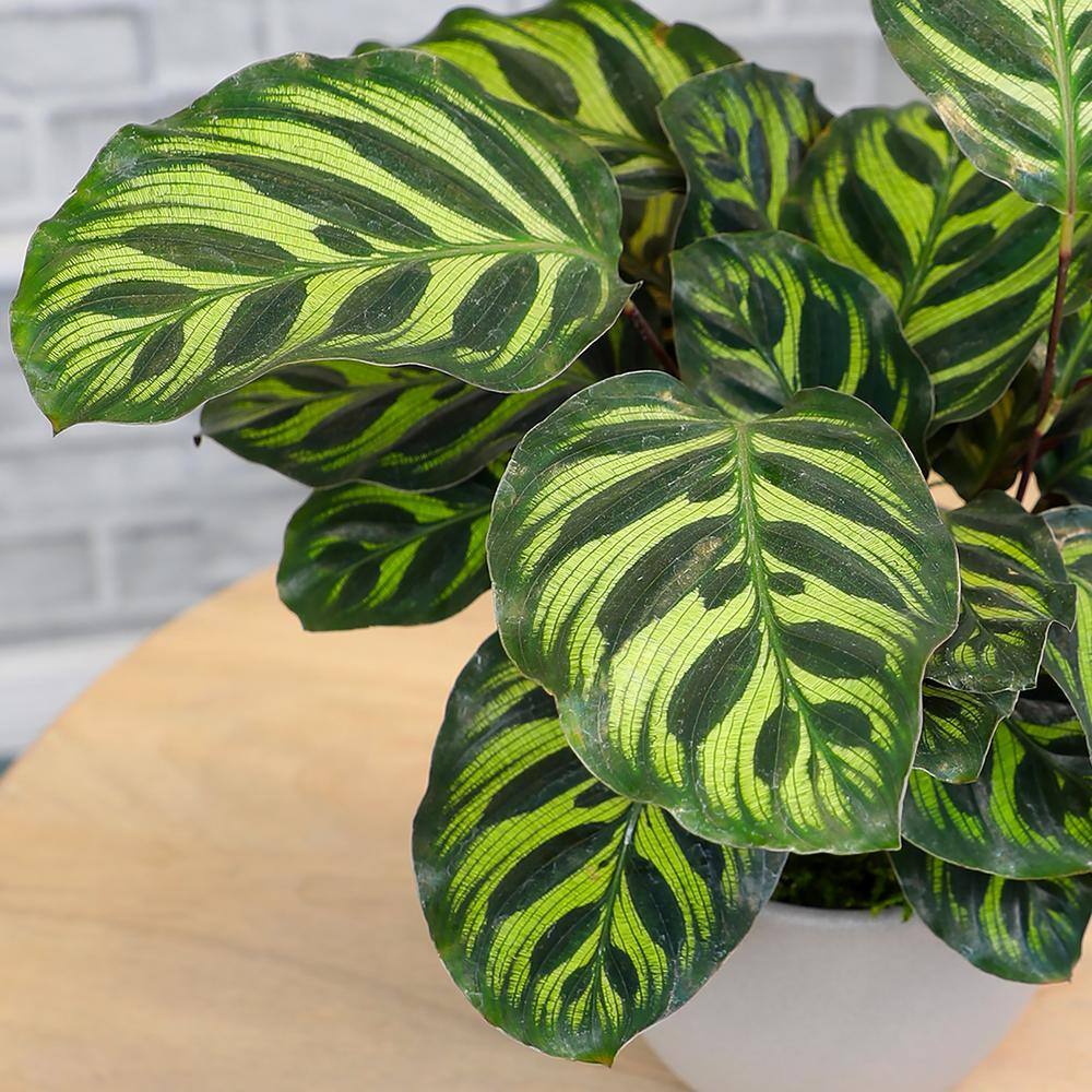 Calathea Makoyana Indoor Air-Purifying Plant in Black Plastic Pot