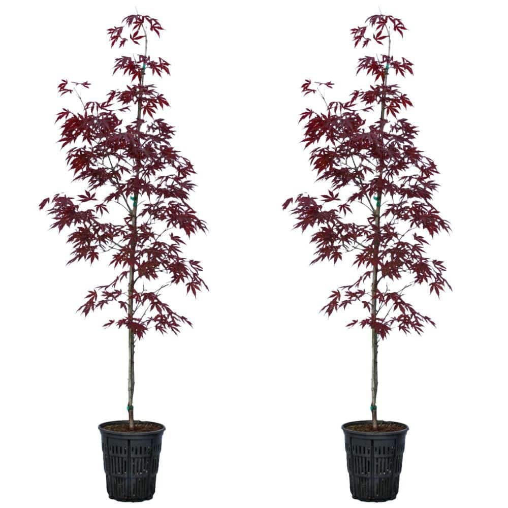 2 gal. Tamukeyama Deciduous Lace Leaf Japanese Maple Tree