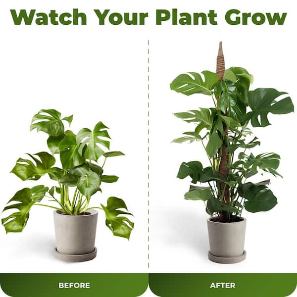 Unbranded 28" Bendable Moss Pole, Plant Support Stakes for Indoor Climbing  Houseplants, 2 Pack YX929-04