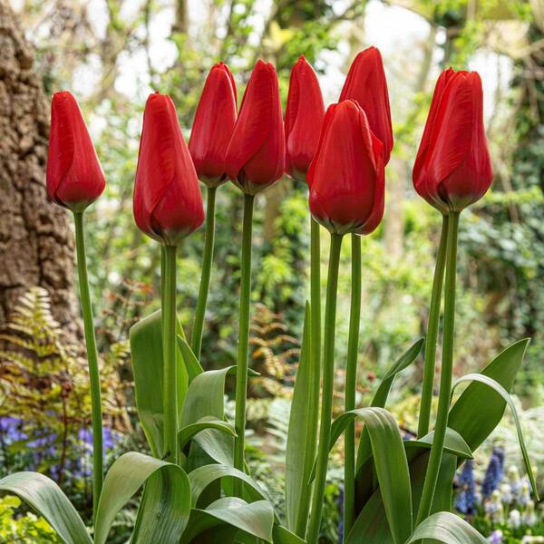 national PLANT NETWORK Tulip Lucky One Bulbs (100-Pack) HD3148C