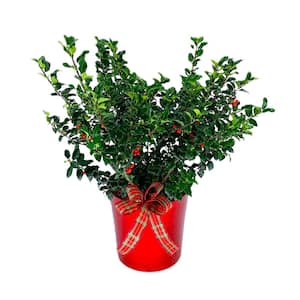 10 in. Holiday Blue Princess Holly Live Shrub in Red Decorative Pot with a Holiday Bow