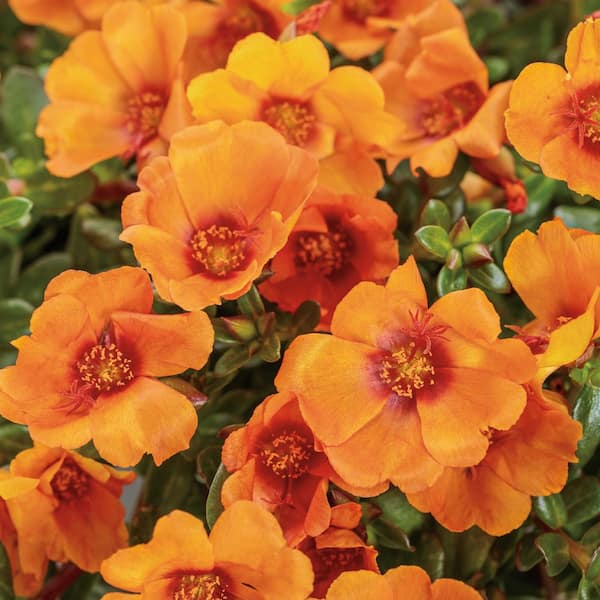 4.25 in. Eco+ Grande Mojave Mango Purslane (Portulaca Oleracea) Live Annual Plant with Yellow Flowers 4-Pack