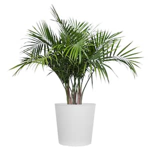 Majesty Palm Live Indoor Outdoor Plant in 10 inch White Decor Pot