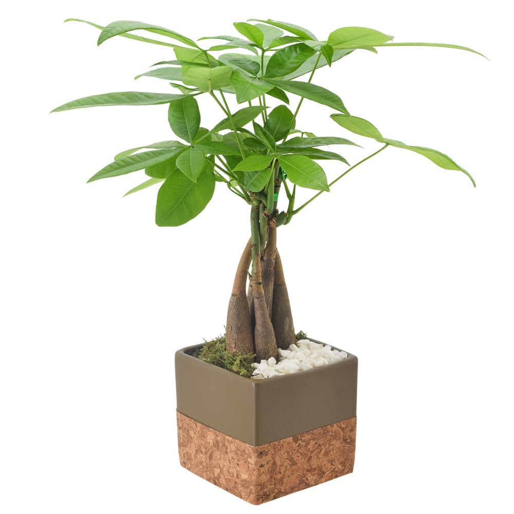 4-1/2 in. Money Tree Brown Round Cork Ceramic Planter