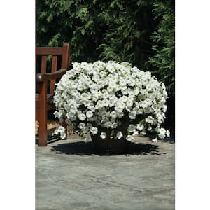 20 In. White Easy Wave Petunia Annual Plant with White Flowers (6-Plants)