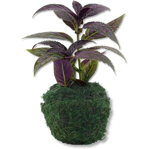 Wekiva Foliage Persian Shield Plant in Moss Planter-Live Starter Plant in a 4 Inch Decorative Pot-Strobilanthes Dyerianus-