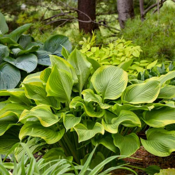 Proven Winners 0.65 Gal. Shadowland Lone Star Hosta (Hosta Hybrid