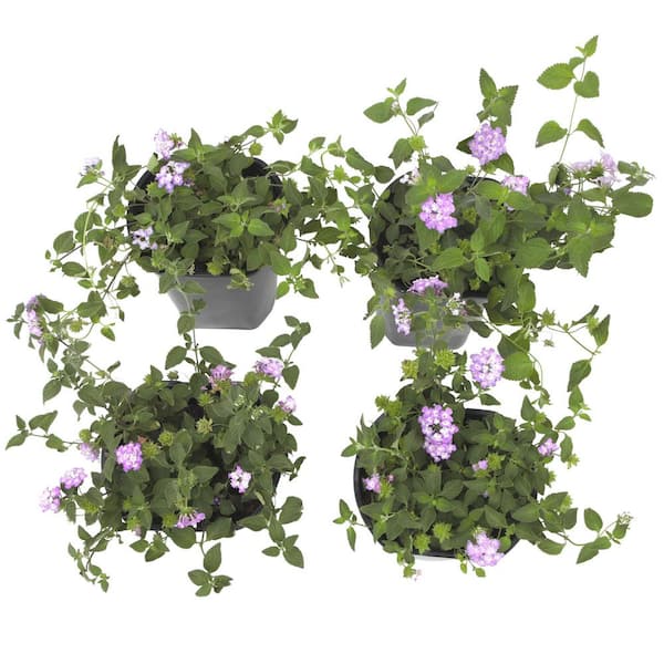 薄紫の多花性蘭　あさ出品 ALTMAN PLANTS 1 qt. Lantana Trailing Blue Purple Plant Collection
