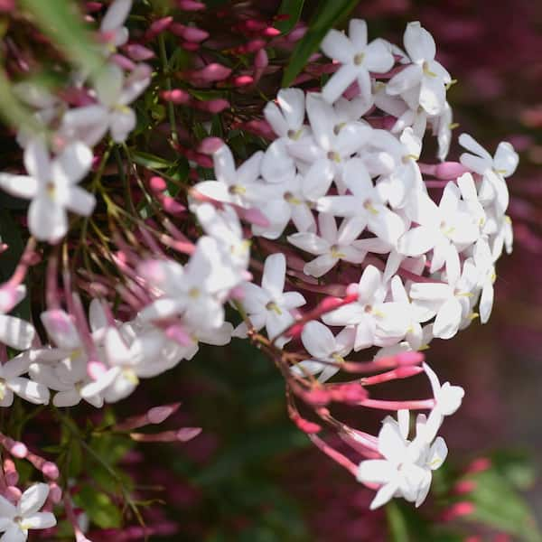 Alder & Oak #5 Container Pink Jasmine Evergreen Plant Vine