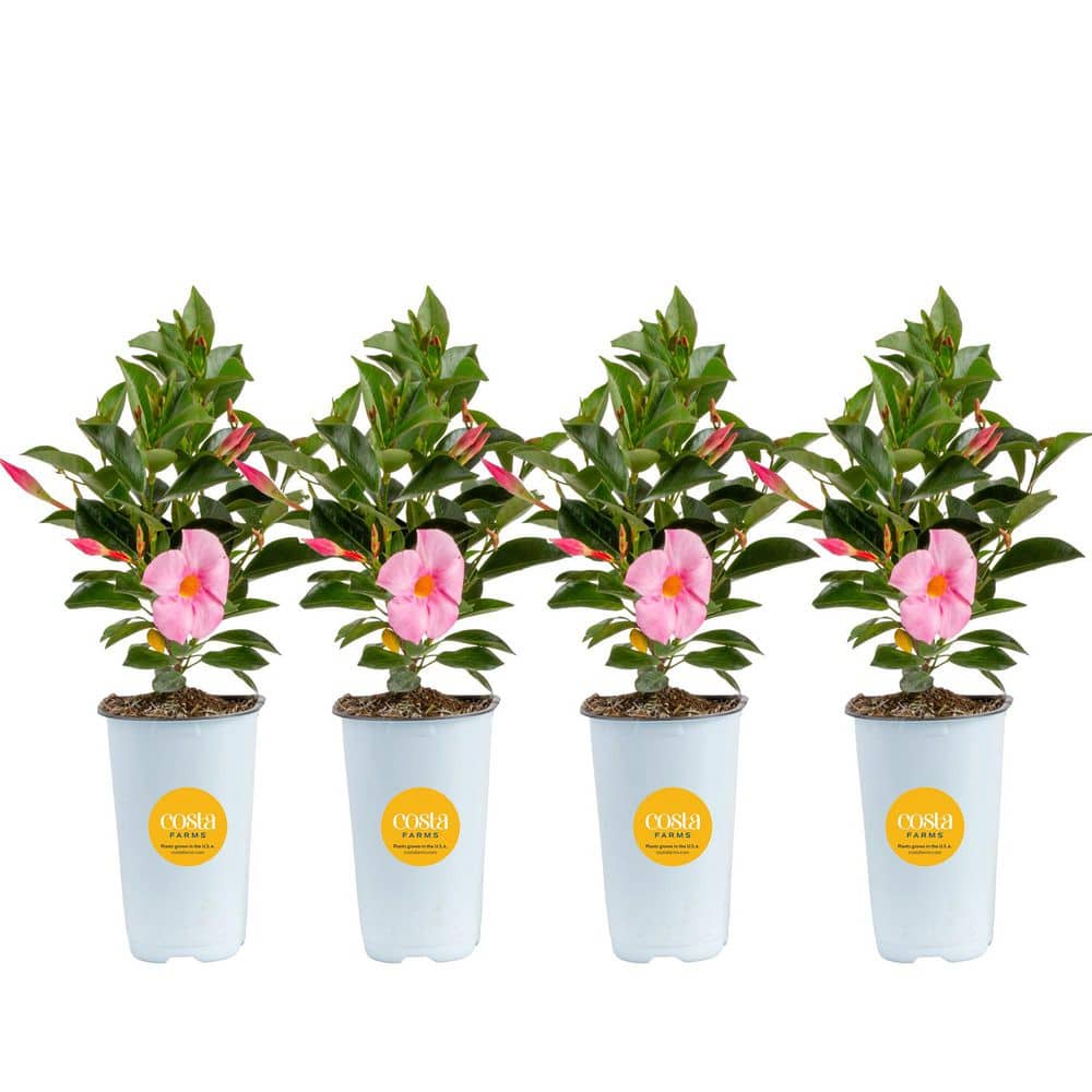 costa-farms-annual-flowers-